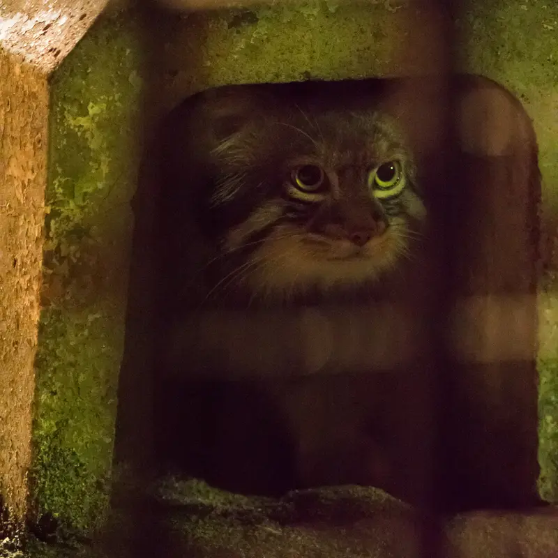 A photograph of Figa in Nogeyama Zoo