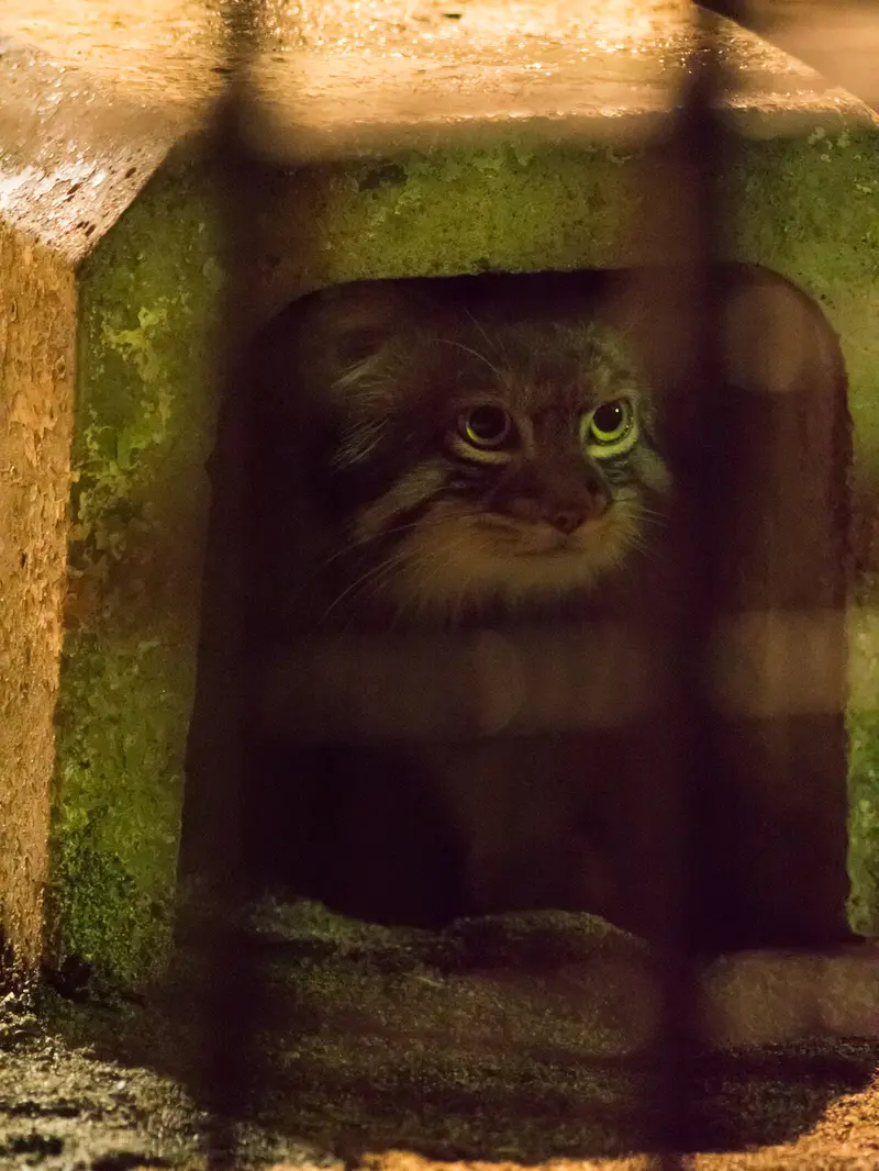 A photograph of Figa in Nogeyama Zoo