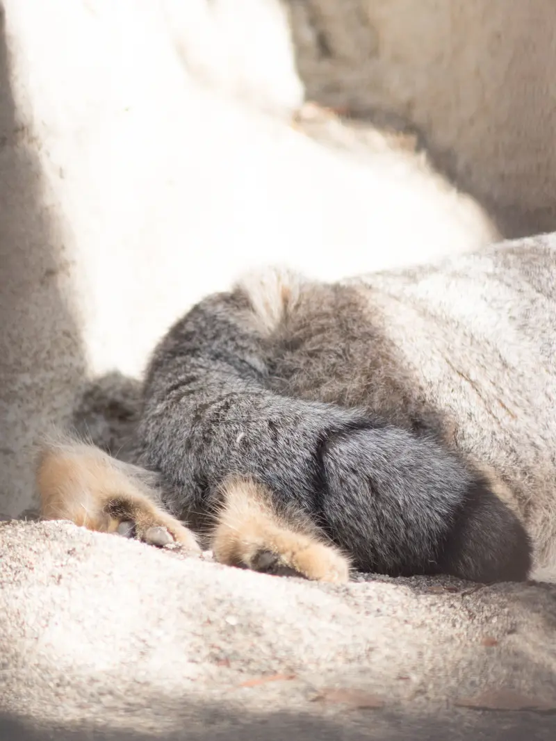A photograph of Figa in Nogeyama Zoo