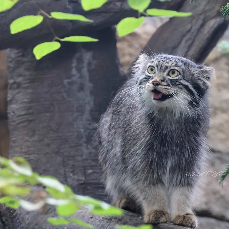 A photograph of Abrikos in Nasu Animal Kingdom