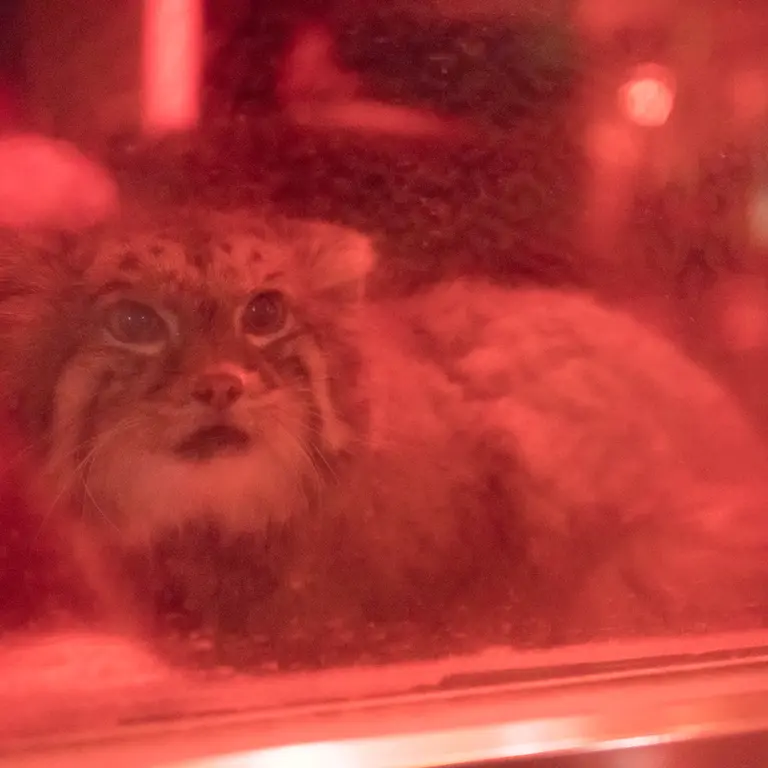 A photograph of Naim in Ueno Zoological Gardens