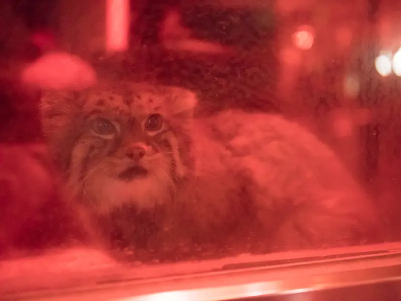 A photograph of Naim in Ueno Zoological Gardens