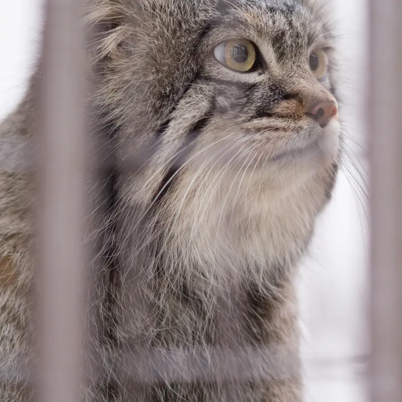 A photograph of Figa in Nogeyama Zoo