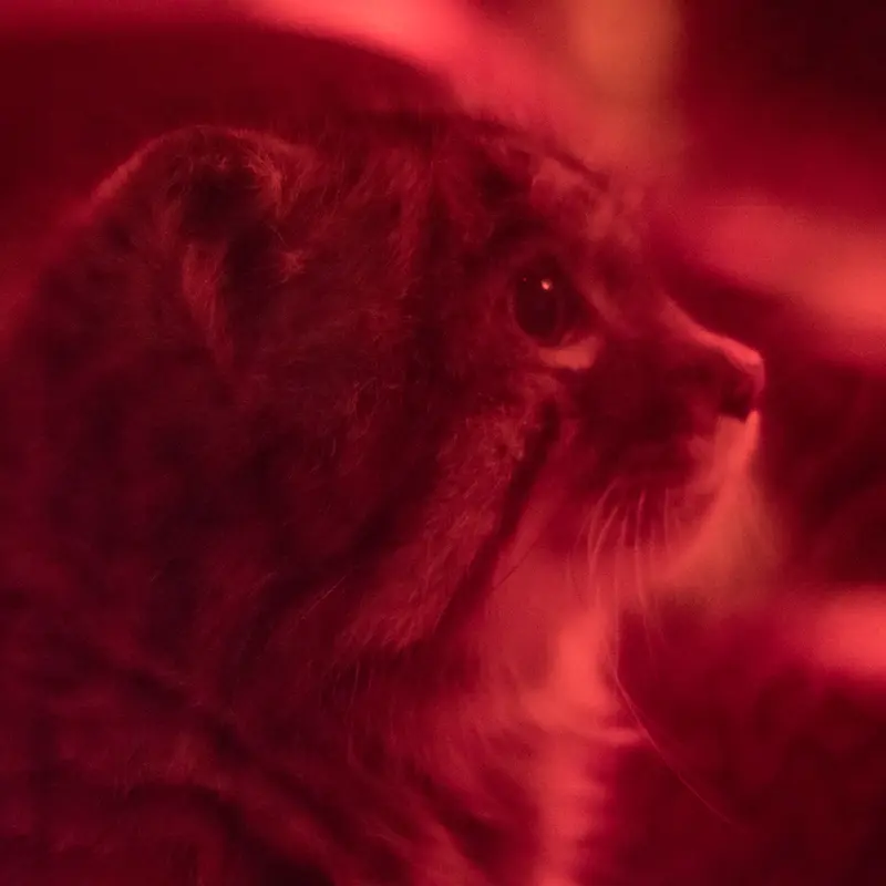 A photograph of Naim in Ueno Zoological Gardens