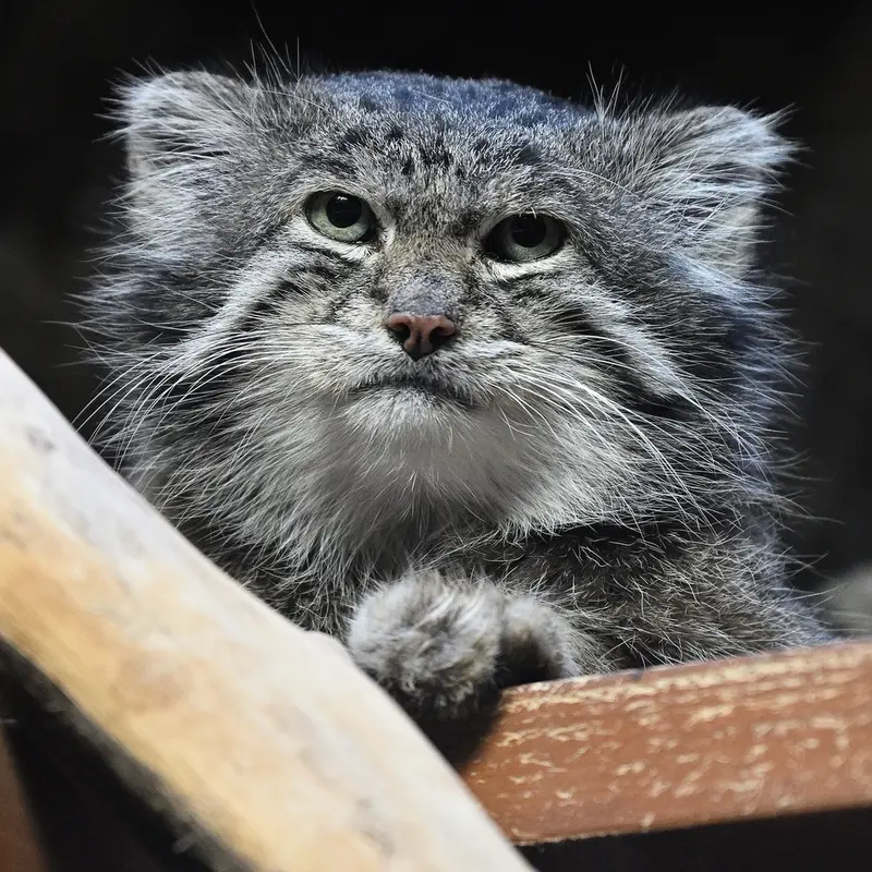 A photograph of Klyon in Ueno Zoological Gardens