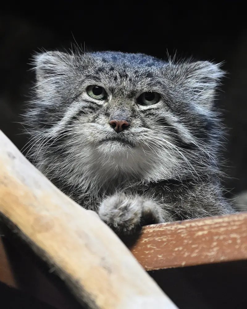 A photograph of Klyon in Ueno Zoological Gardens