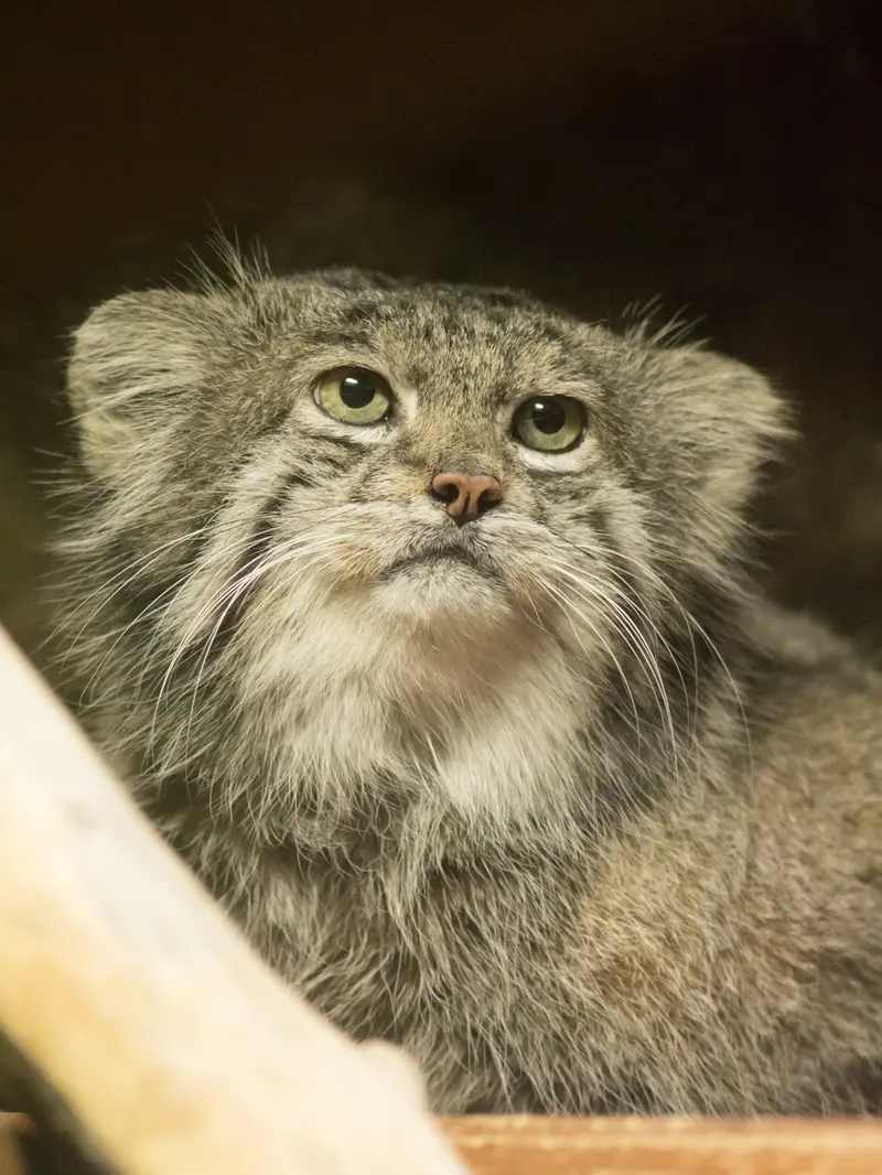 A photograph of Klyon in Ueno Zoological Gardens