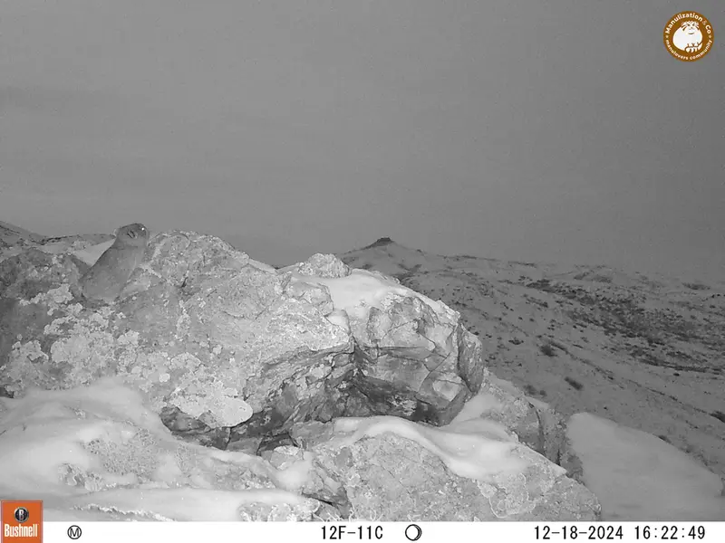 A photograph of Pika from Besshoky 1 camera trap