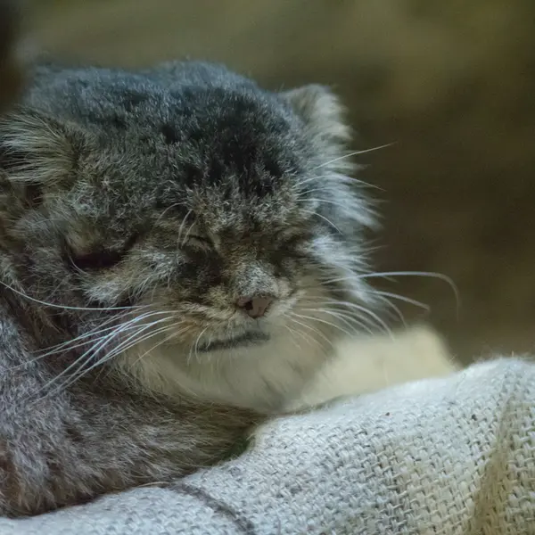 A photograph of Primula in Ueno Zoological Gardens