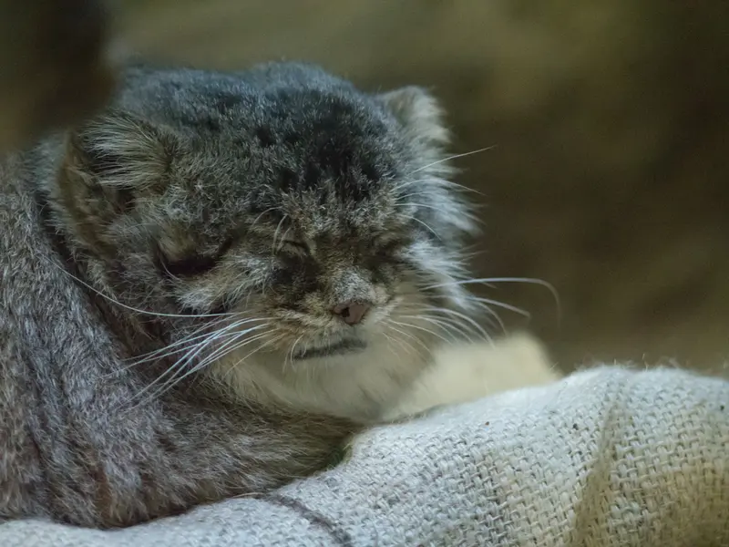 A photograph of Primula in Ueno Zoological Gardens