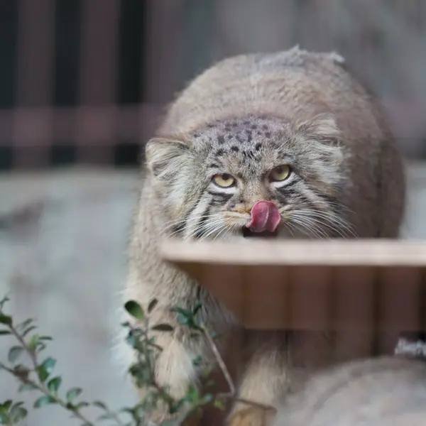 A photograph of Hide in Higashiyama Zoo and Botanical Gardens