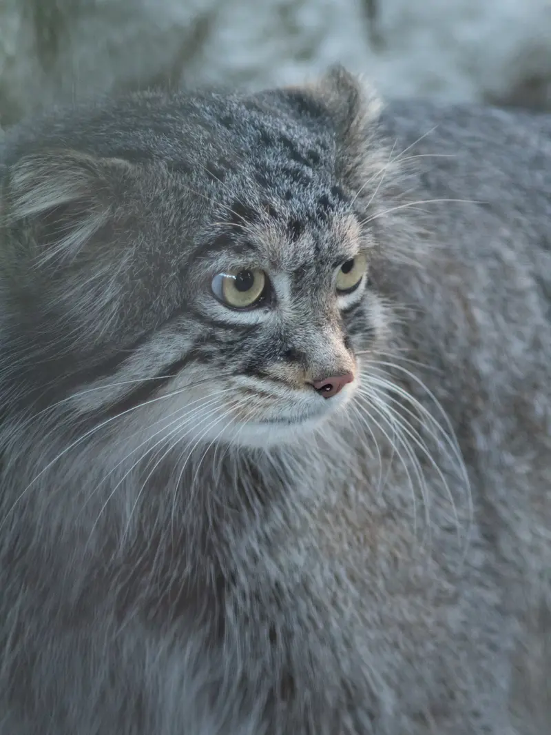A photograph of Figa in Nogeyama Zoo