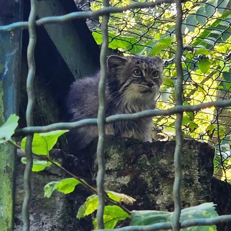 A photograph of Maneki-Neko in Tierpark Berlin