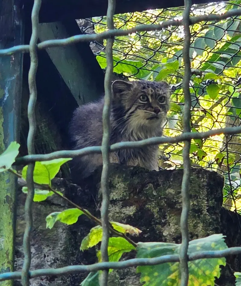 A photograph of Maneki-Neko in Tierpark Berlin