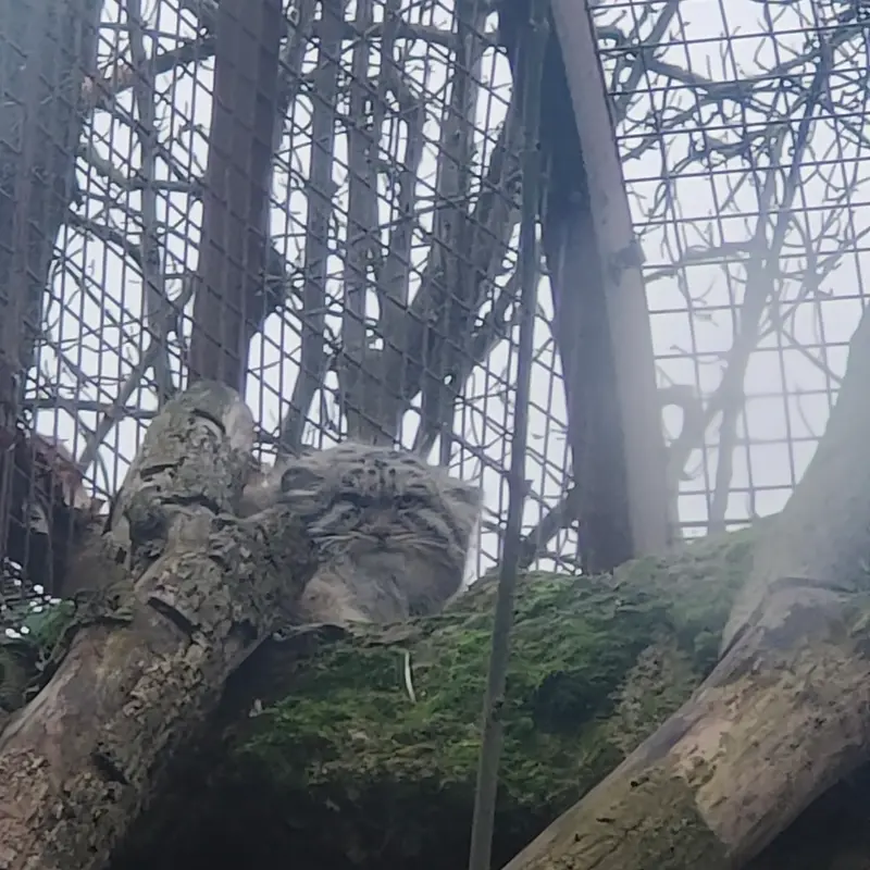 A photograph of Qolli-Olli in Ménagerie du Jardin des plantes