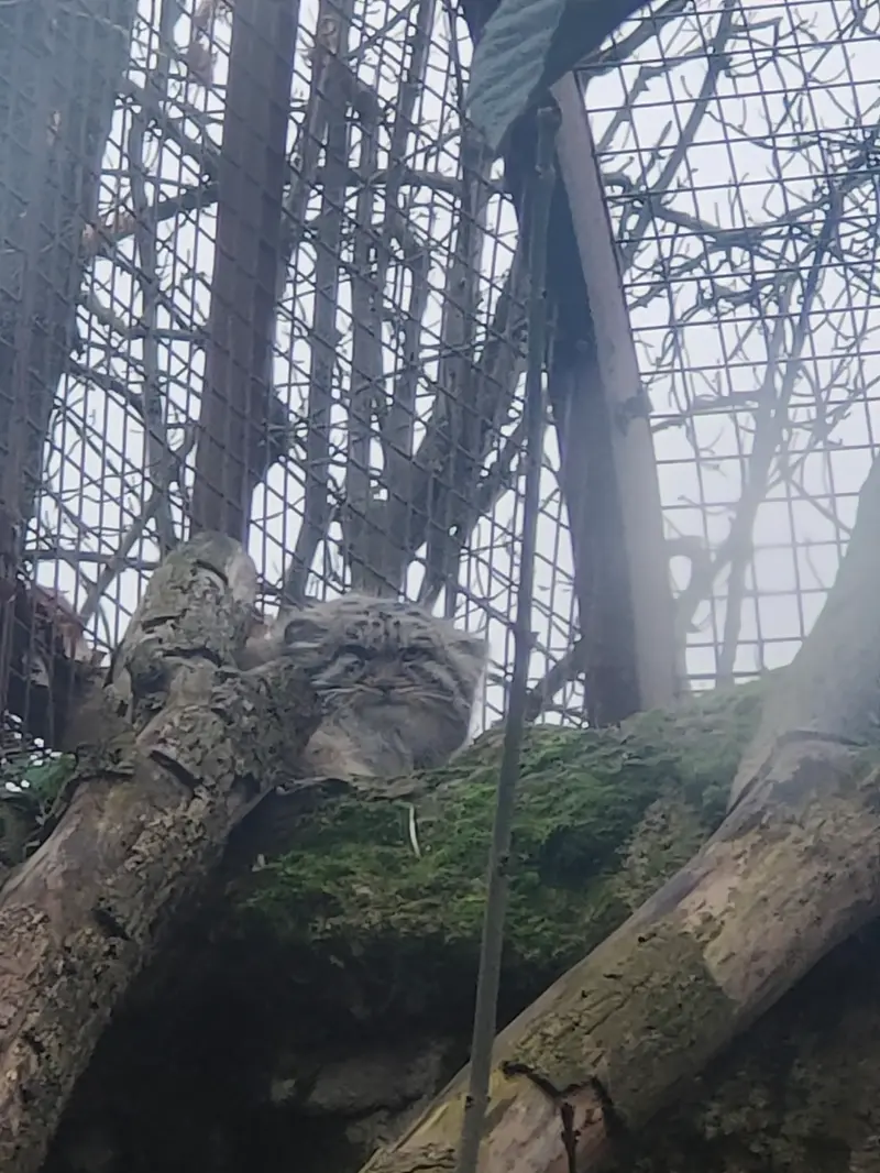A photograph of Qolli-Olli in Ménagerie du Jardin des plantes