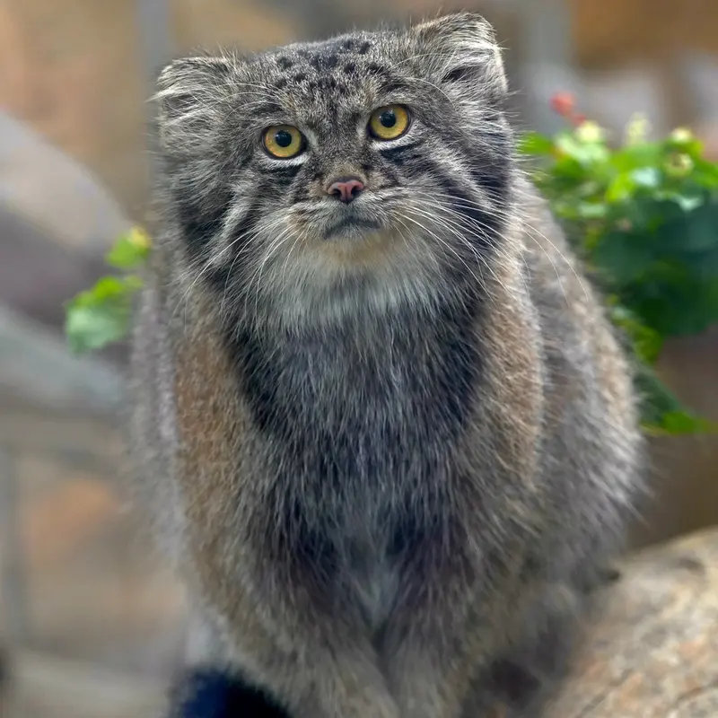 A photograph of Nar in Kobe Animal Kingdom