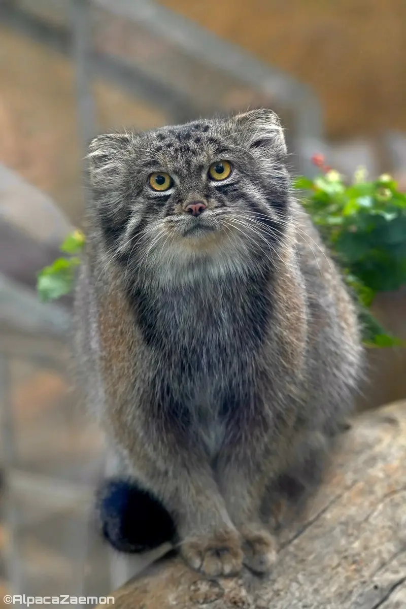 A photograph of Nar in Kobe Animal Kingdom