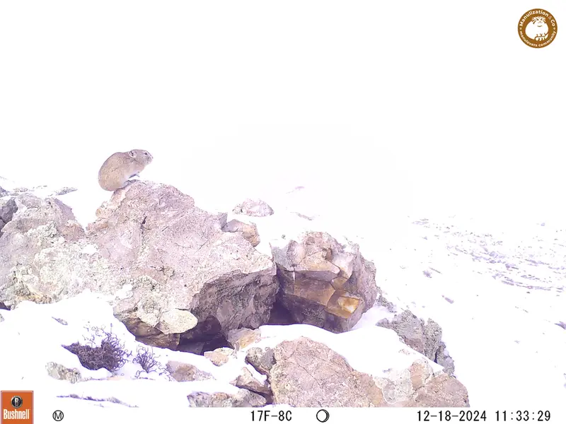 A photograph of Pika from Besshoky 1 camera trap