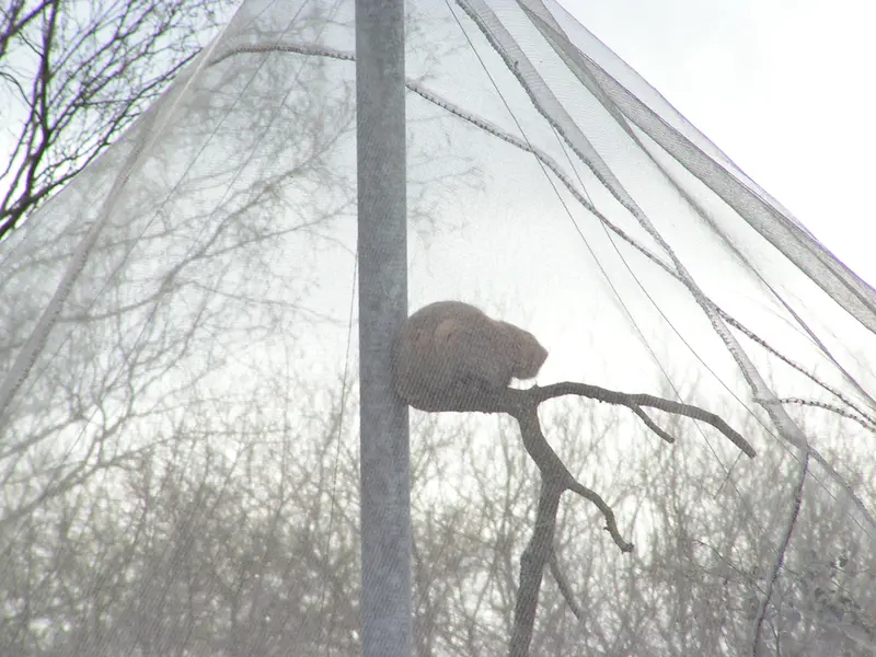 A photograph of Bat-Erdene in The Lakeland Wildlife Oasis