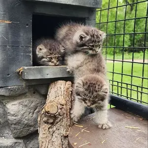 A photograph of a Pallas's cat