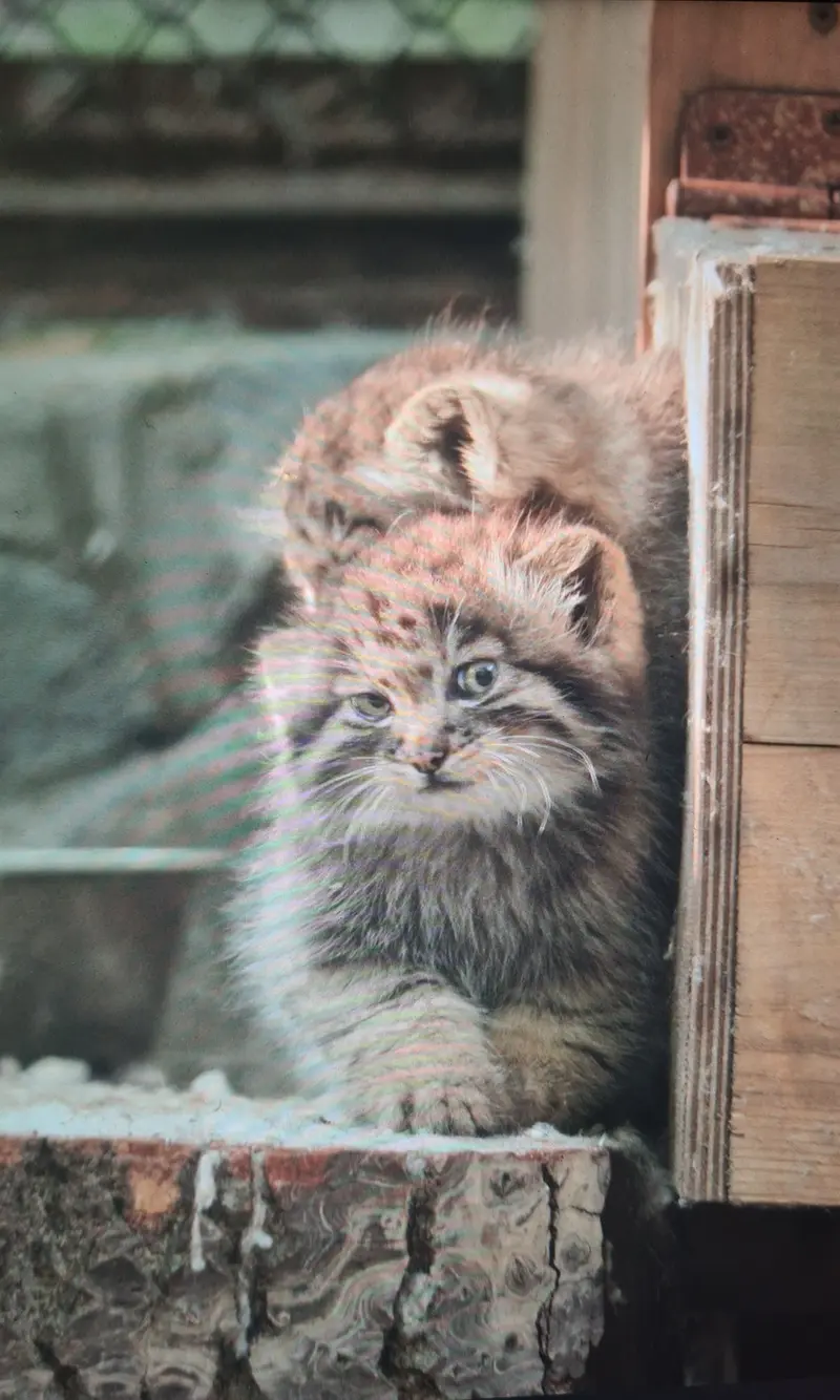 A photograph of a Pallas's cat