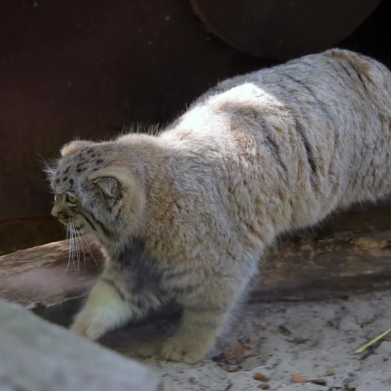 A photograph of Kitten of Alani b.2026 Ⅱ in Košice Zoo