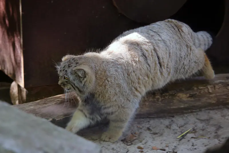 A photograph of Kitten of Alani b.2026 Ⅱ in Košice Zoo