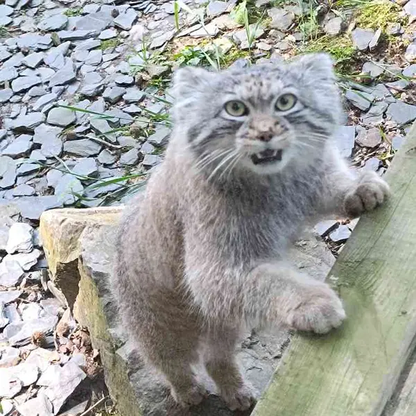 A photograph of Altai in Tregomeur Zoo