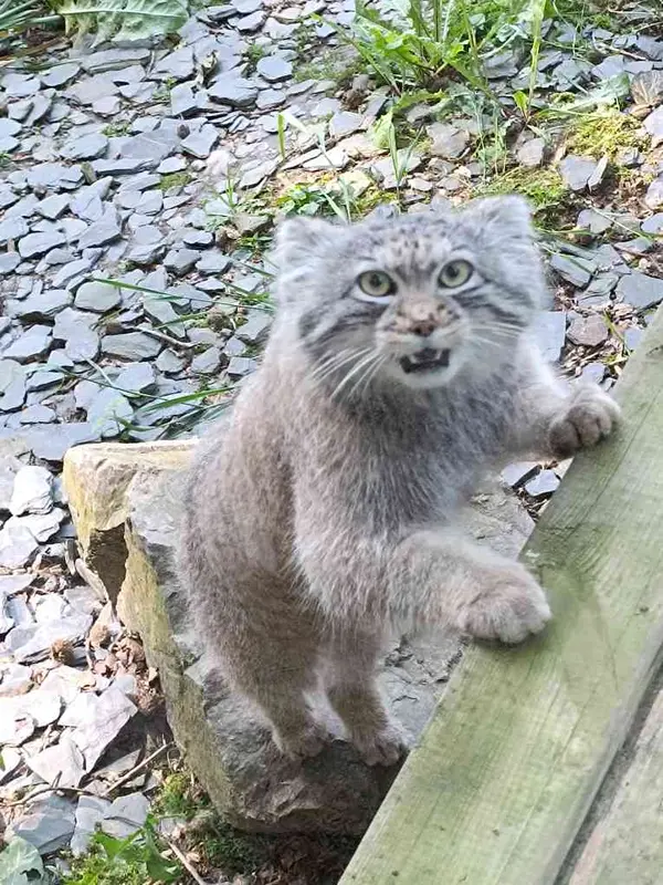 A photograph of Altai in Tregomeur Zoo