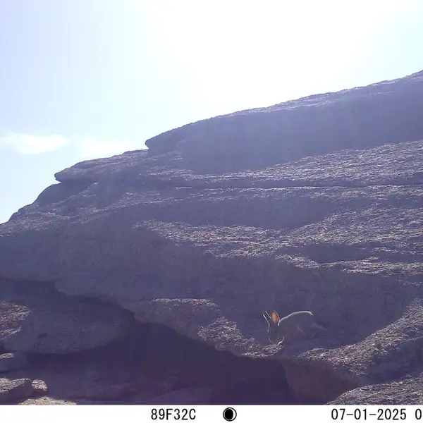 A photograph of Hare from Bektauata 1 camera trap