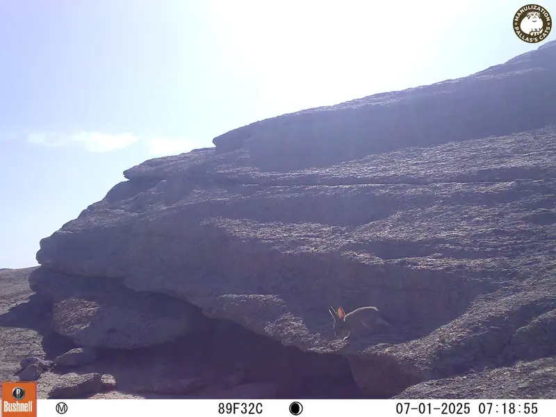 A photograph of Hare from Bektauata 1 camera trap