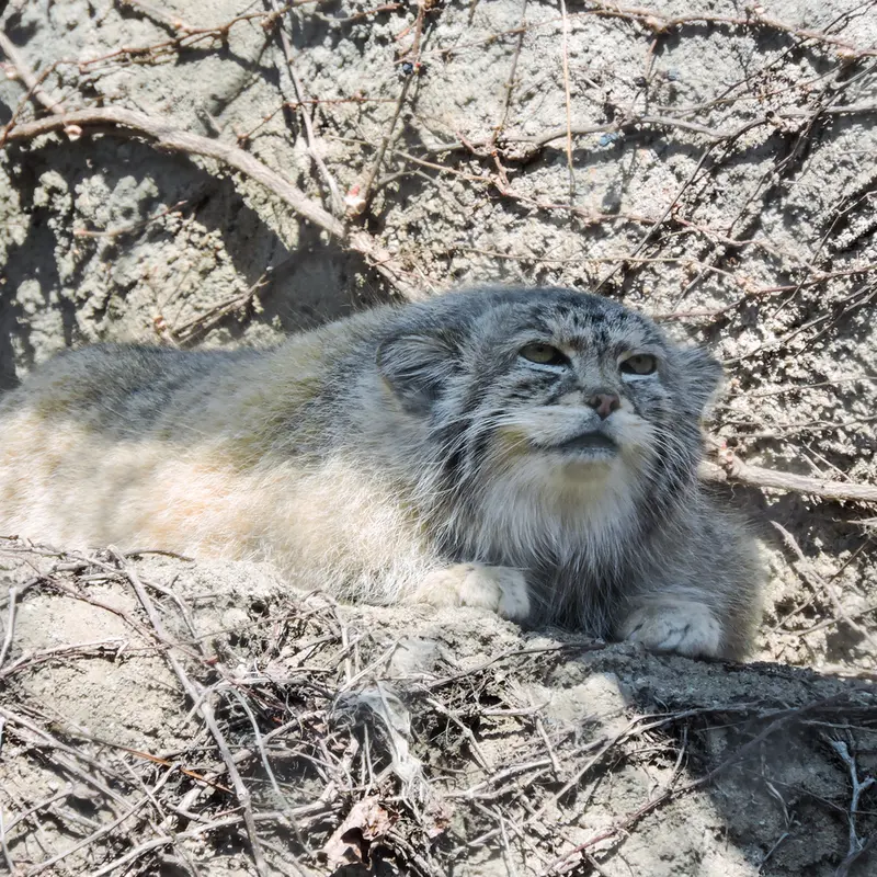 A photograph of Buddy in Lincoln Park Zoo
