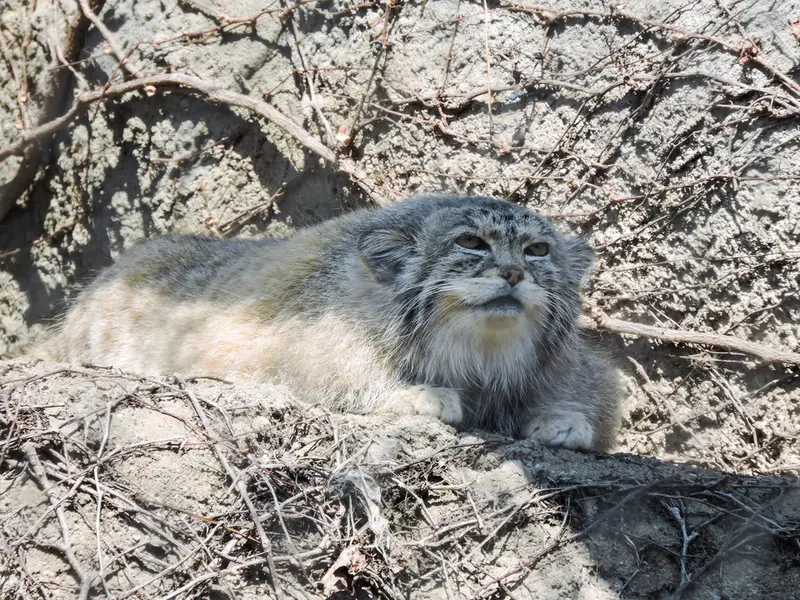 A photograph of Buddy in Lincoln Park Zoo