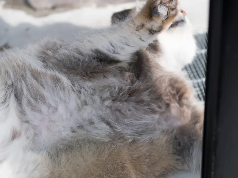 A photograph of Grusha in Asahiyama Zoo