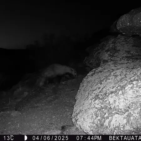 A photograph of Asian badger from Bektauata 2 camera trap