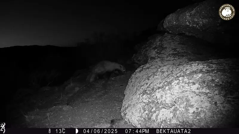 A photograph of Asian badger from Bektauata 2 camera trap