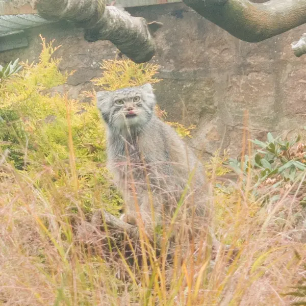 A photograph of Duchess in Edinburgh Zoo