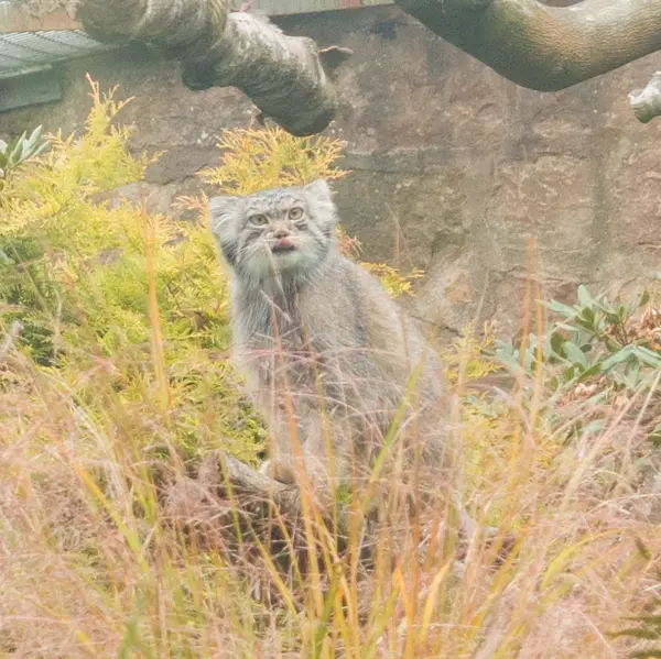 A photograph of Duchess in Edinburgh Zoo