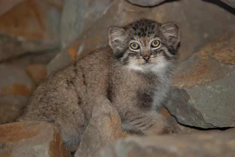 A photograph of Son of Erdene Ⅳ b. 2016 in Kraków Zoo