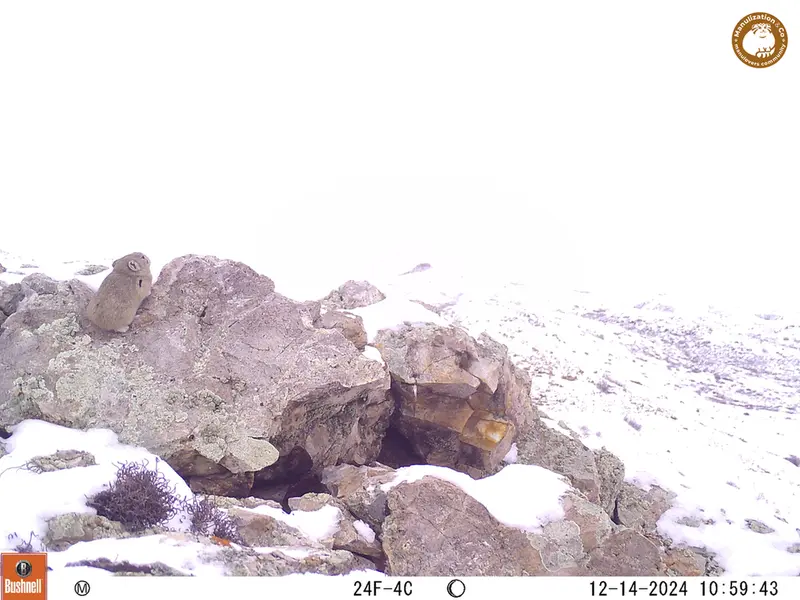 A photograph of Pika from Besshoky 1 camera trap