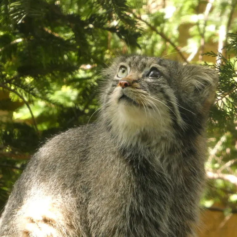 A photograph of Abrikos in Nasu Animal Kingdom