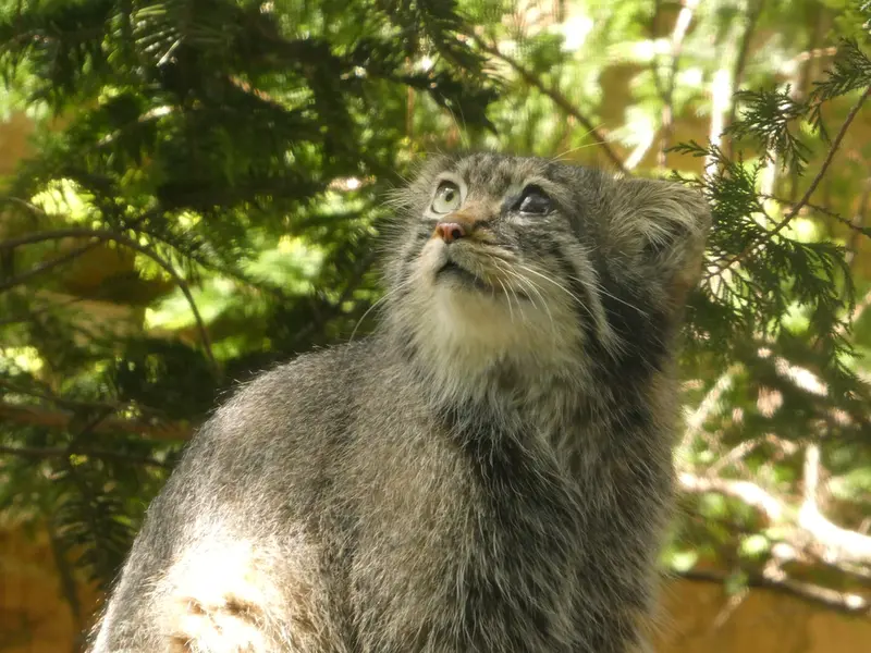 A photograph of Abrikos in Nasu Animal Kingdom