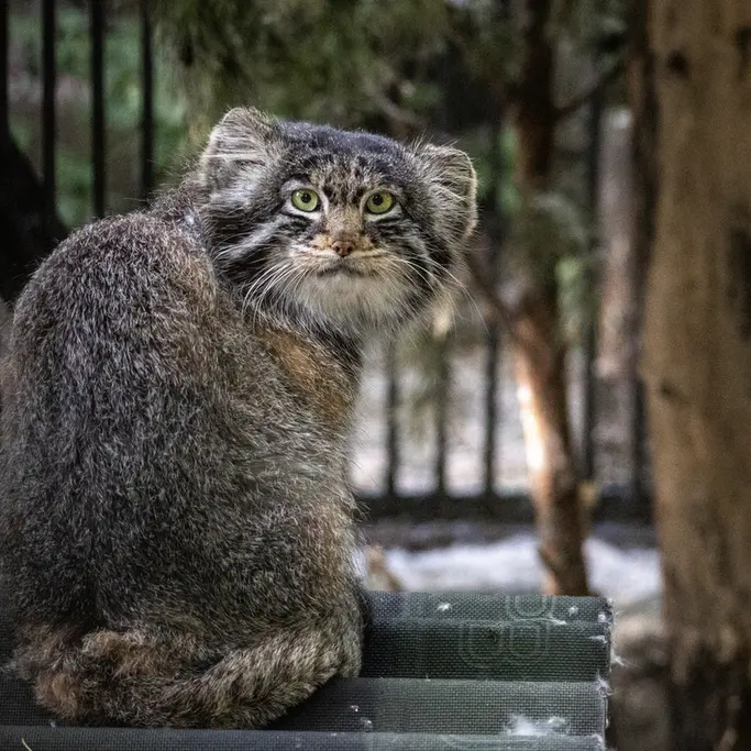 A photograph of Marik in Novosibirsk Zoo