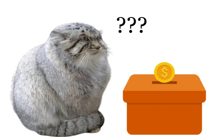 How can I donate/help pallas cat conservation (specifically in places where manuls are much more scarce like iran)