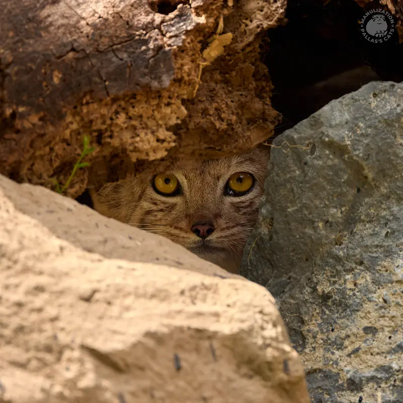 A photograph of Manó in Yerevan Zoo