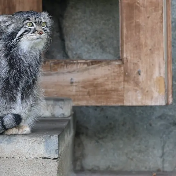 A photograph of a Pallas's cat in Moscow zoo