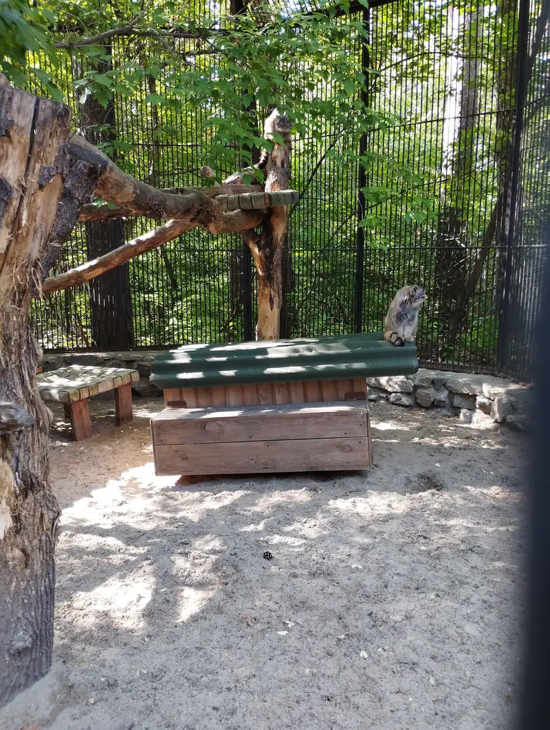 A photograph of a Pallas's cat in Novosibirsk Zoo