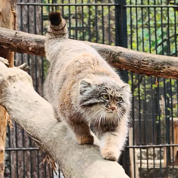 A photograph of a Pallas's cat in Novosibirsk Zoo