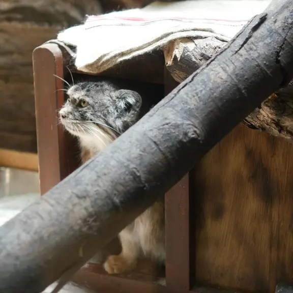A photograph of a Pallas's cat in Ueno Zoological Gardens